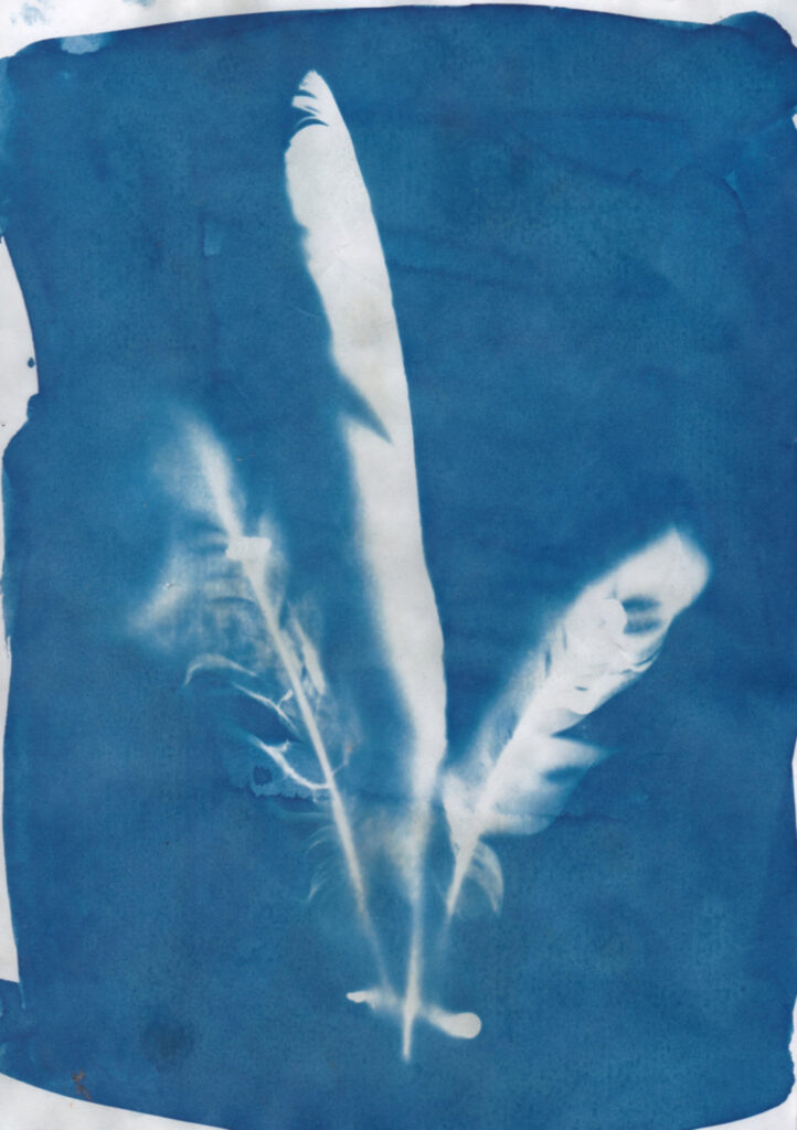 Cyanotype of some feathers